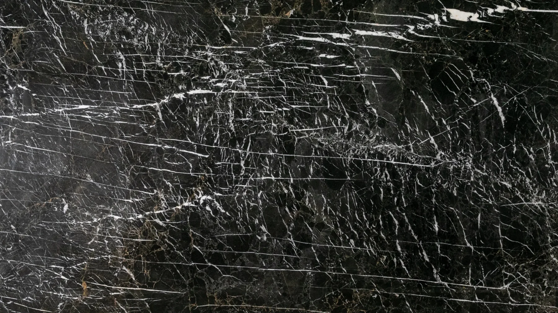 Black Levidia Spider